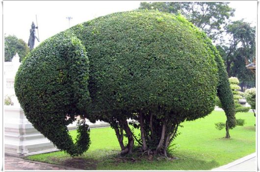 Wonderful Topiary Green Works