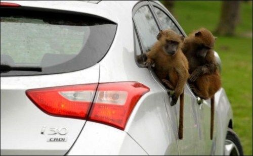 How Hyundai Automakers Test Their Cars