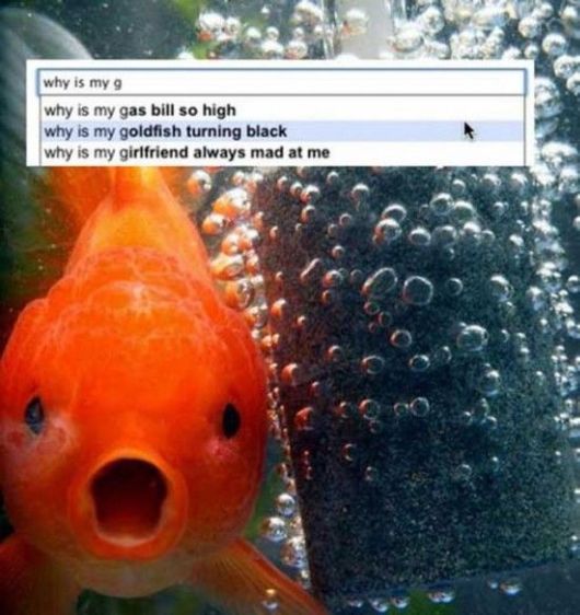 Craziest Google Search Ever