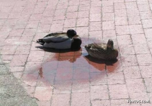 Crazy Pictures In Crazy Situations