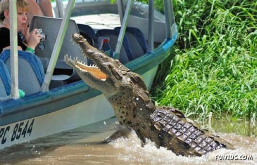 Crazy Pictures In Crazy Situations