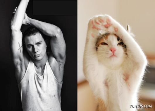 Funny Cats Imitating The Models