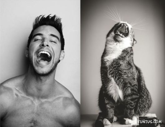 Funny Cats Imitating The Models