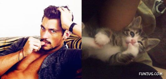 Funny Cats Imitating The Models