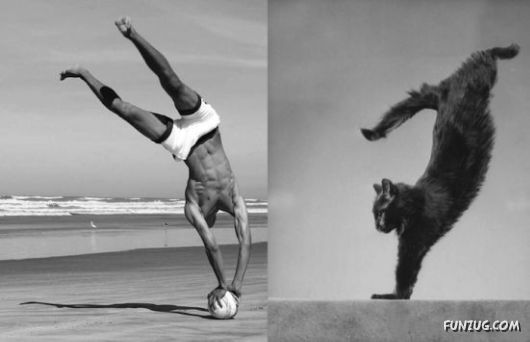 Funny Cats Imitating The Models