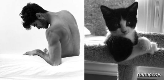 Funny Cats Imitating The Models