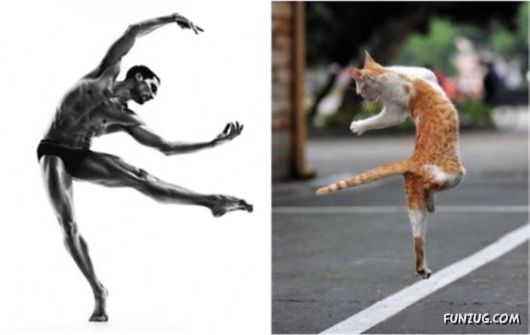 Funny Cats Imitating The Models