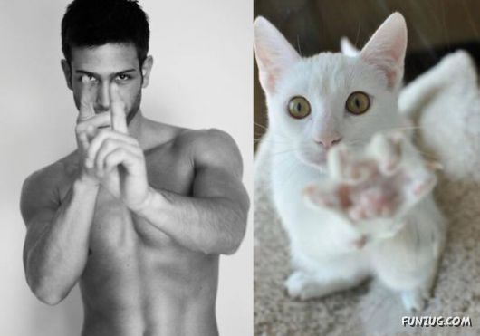 Funny Cats Imitating The Models