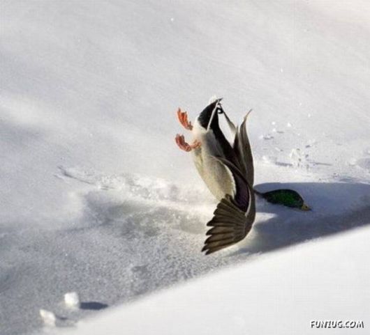 Crazy Losers Funny Pictures