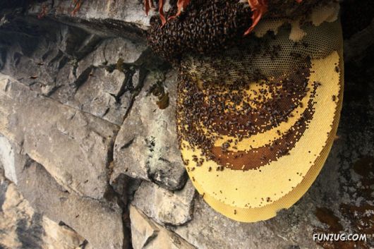 The Collectors Of Wild Honey