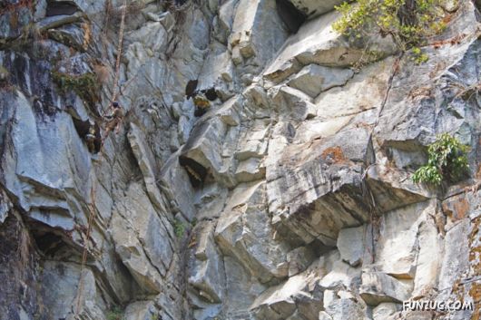 The Collectors Of Wild Honey