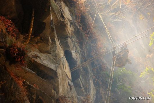 The Collectors Of Wild Honey