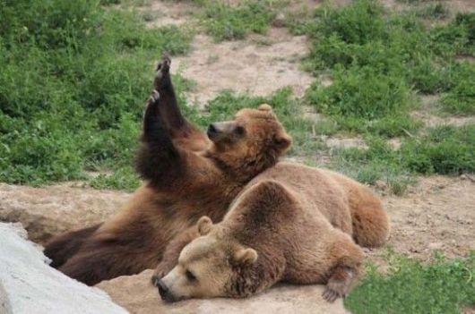 Cutest Animals With A Cool Attitude