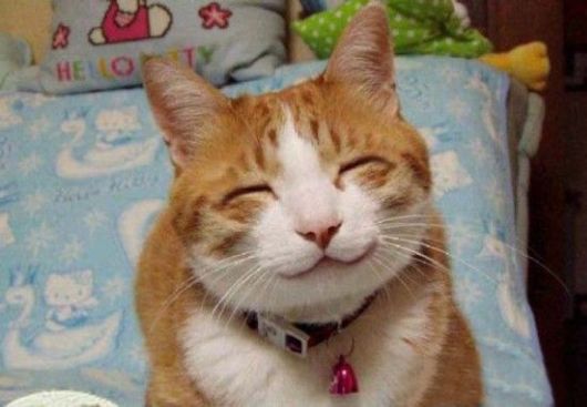 Cutest Animals With A Cool Attitude