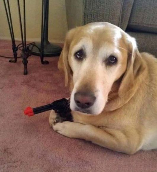 Cutest Animals With A Cool Attitude