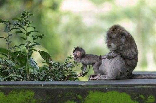 Cutest Animals With A Cool Attitude