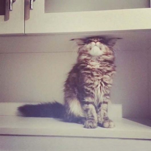 Cutest Animals With A Cool Attitude