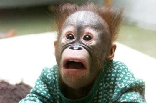 Cutest Animals With A Cool Attitude