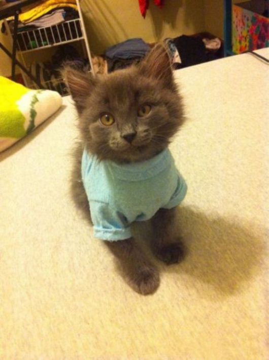 Animals Often Cooler Than People