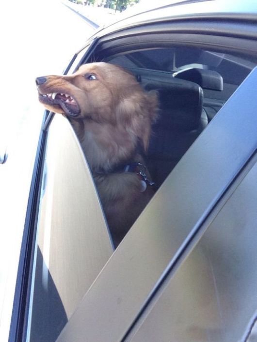 Animals Often Cooler Than People