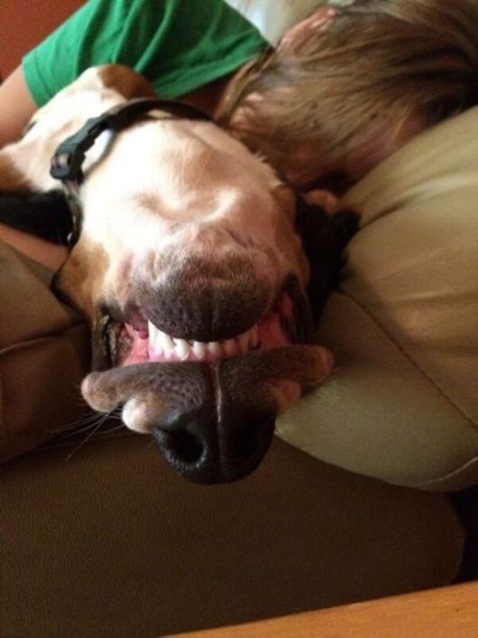 Animals Often Cooler Than People