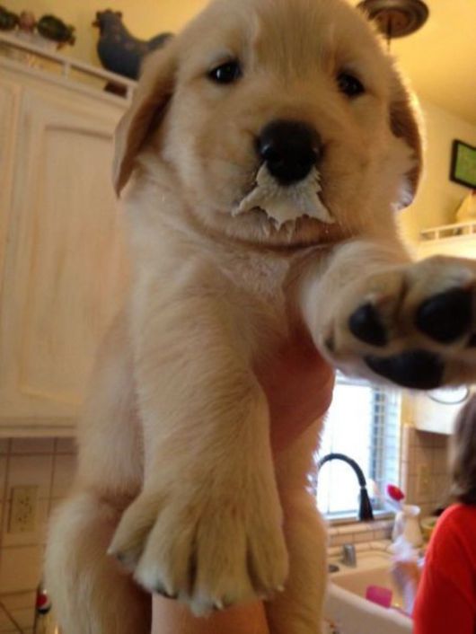 Animals Often Cooler Than People