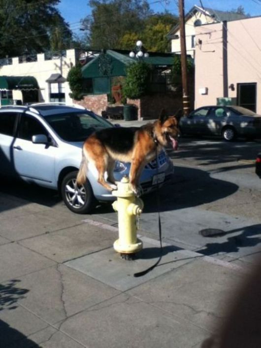 Animals Often Cooler Than People