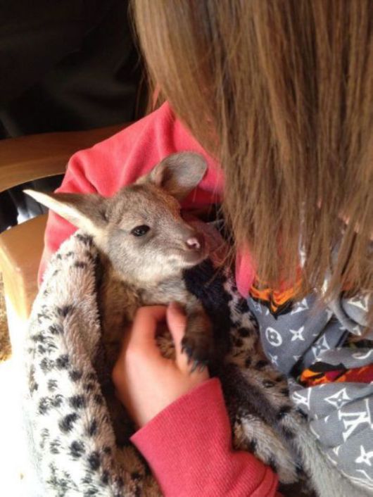 Animals Often Cooler Than People