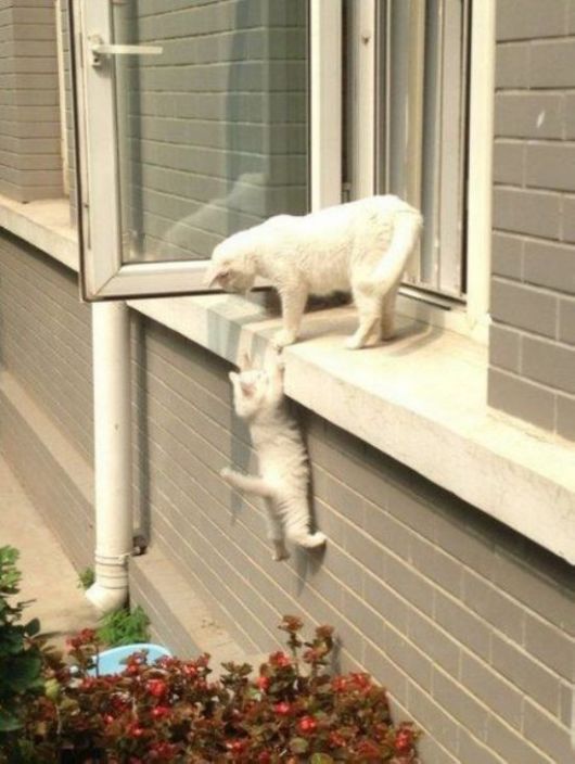 Animals Often Cooler Than People