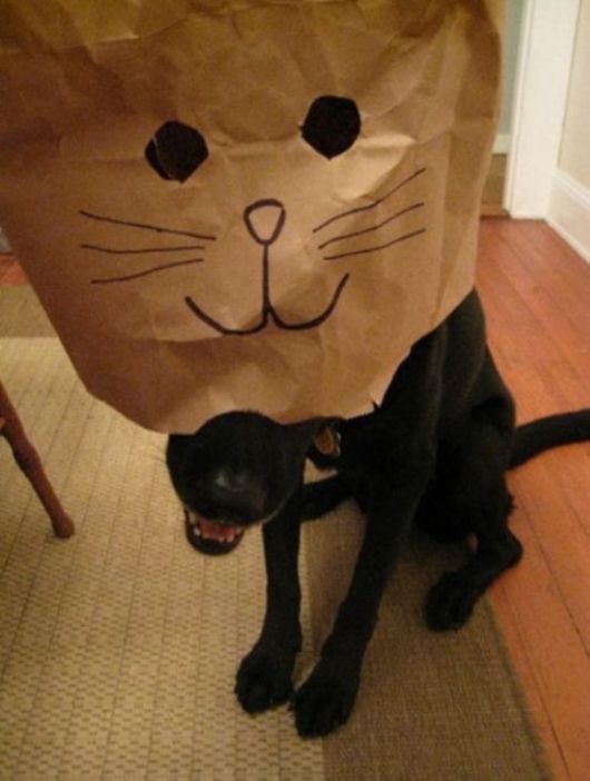 Animals Often Cooler Than People