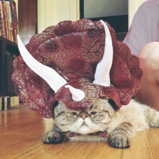 Animals Often Cooler Than People