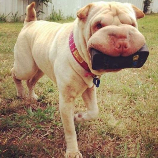 Animals Often Cooler Than People