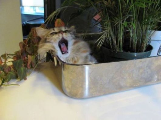 Animals Often Cooler Than People