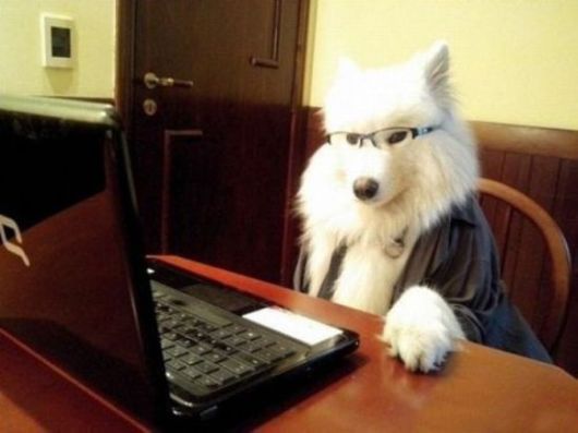 Animals Often Cooler Than People