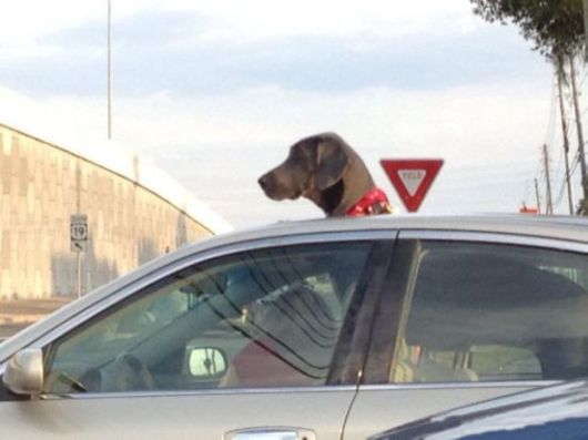 Animals Often Cooler Than People