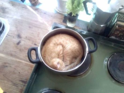 Animals Often Cooler Than People