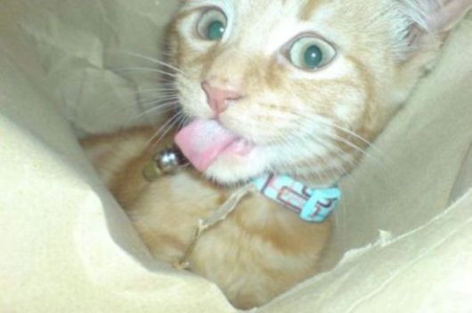 Animals Often Cooler Than People