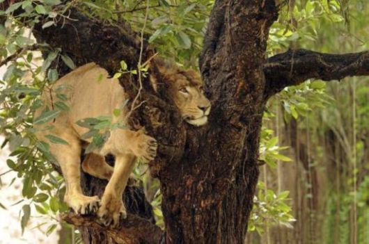 Animals Often Cooler Than People