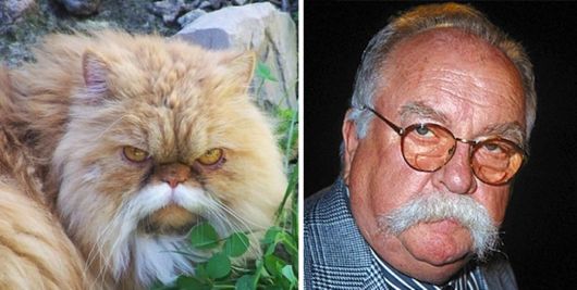 Cats That Look Like Other Things