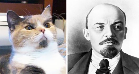 Cats That Look Like Other Things