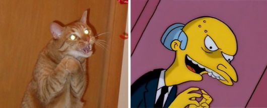 Cats That Look Like Other Things