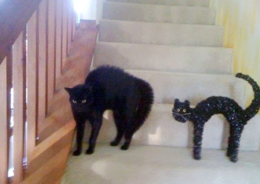 Cats That Look Like Other Things