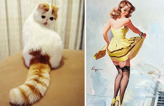 Cats That Look Like Other Things