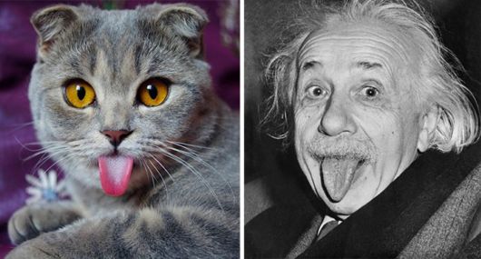 Cats That Look Like Other Things