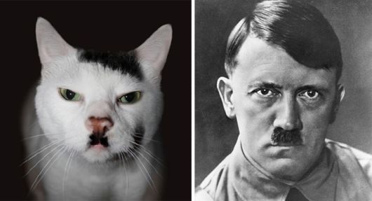 Cats That Look Like Other Things