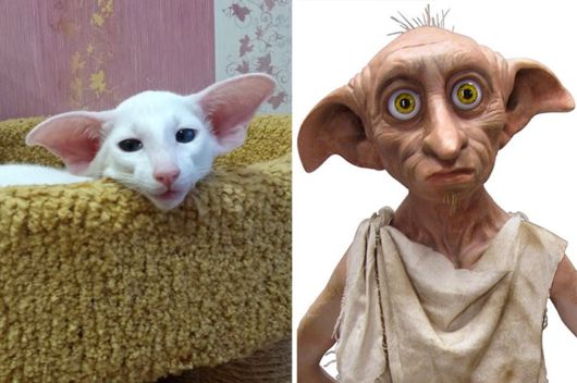 Cats That Look Like Other Things