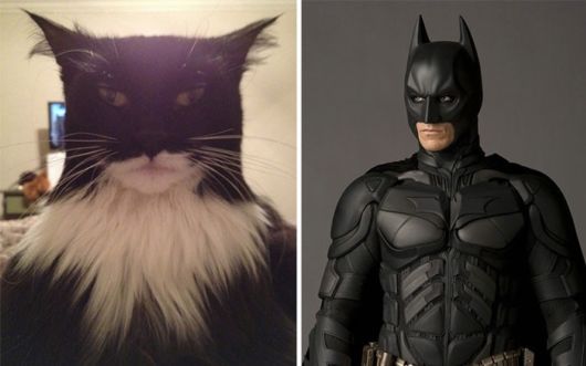 Cats That Look Like Other Things