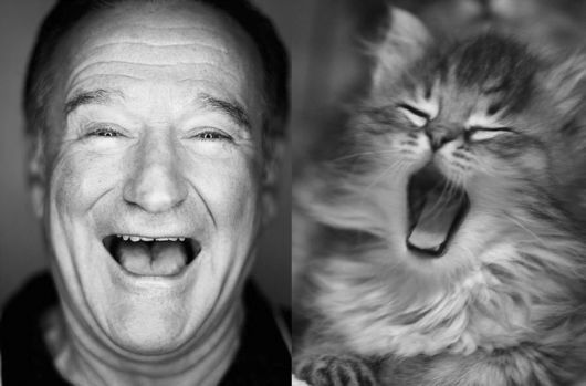 Cats Posing With Their Male Model Equivalents