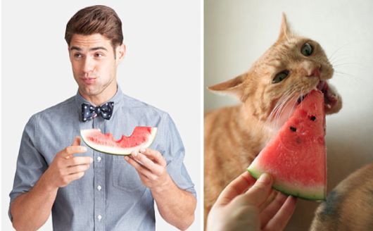 Cats Posing With Their Male Model Equivalents