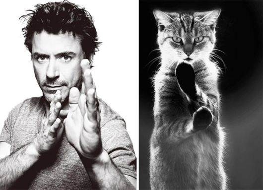 Cats Posing With Their Male Model Equivalents